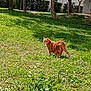 cat, ginger_cat, grass, flowers, trees, outdoor, sunny, residential_building, greenery, nature, animal, pet, daylight, alert, field, plant, garden, wildlife, summer, urban