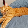 cat, orange_tabby, sleeping, bed, blanket, cozy, indoor, pet, feline, cute, resting, fur, paws, whiskers, relaxed, domestic_animal, animal, comfort, nap, cute_pet