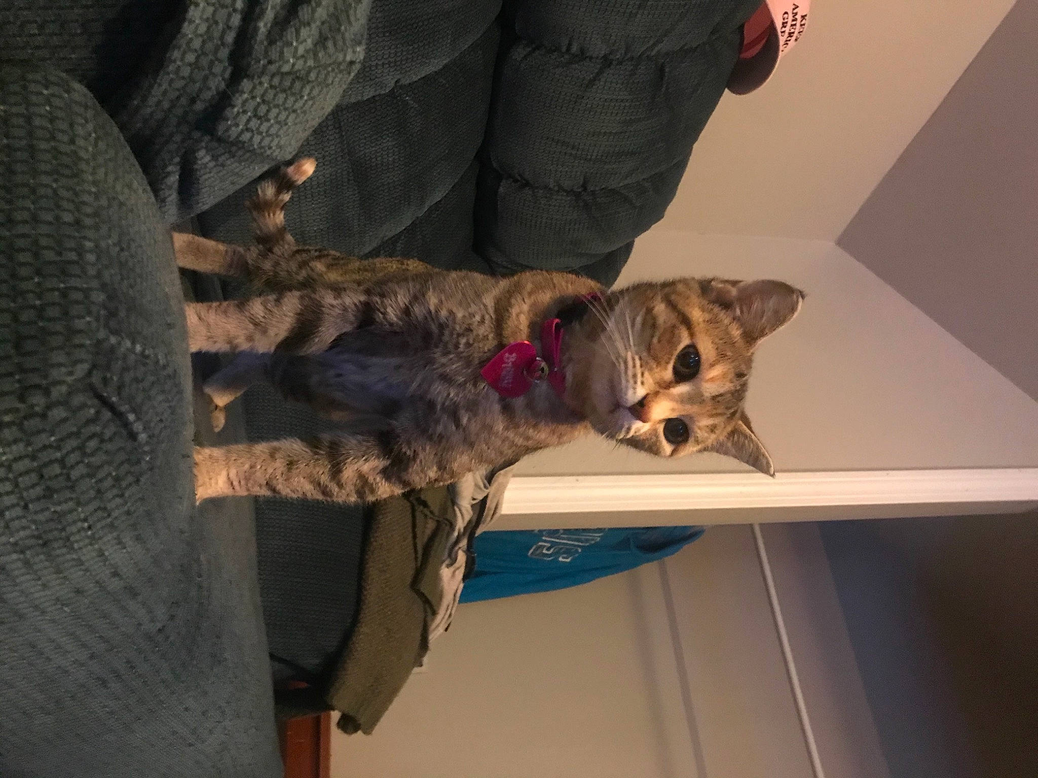 Baby joined the competition — help win amazing prizes! army, camouflage, carnivore, cat, comfort, domestic_short_haired_cat, felidae, fur, gesture, military_camouflage, military_organization, military_person, military_uniform, room, small_to_medium_sized_cats, soldier, sporting_group, tail, whiskers, wood