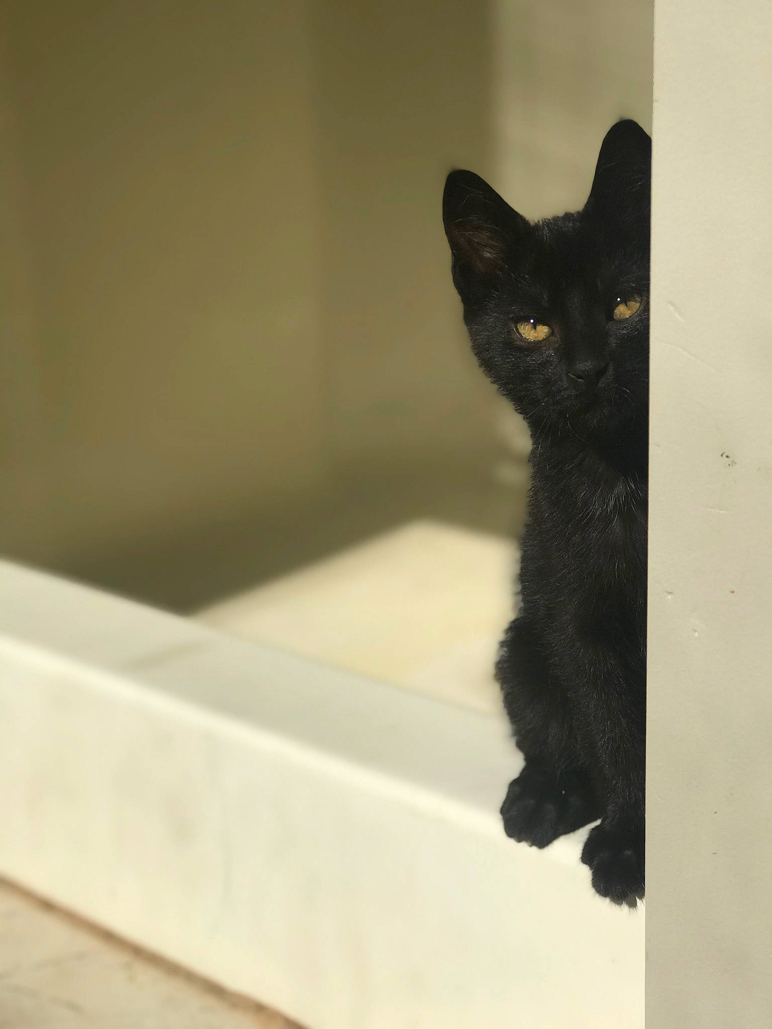 Blackjack is registered to the contest to win money with this photo: black_cat, bombay, carnivore, cat, claw, domestic_short_haired_cat, felidae, flooring, fur, shadow, small_to_medium_sized_cats, snout, stairs, tail, terrestrial_animal, whiskers, window, wood