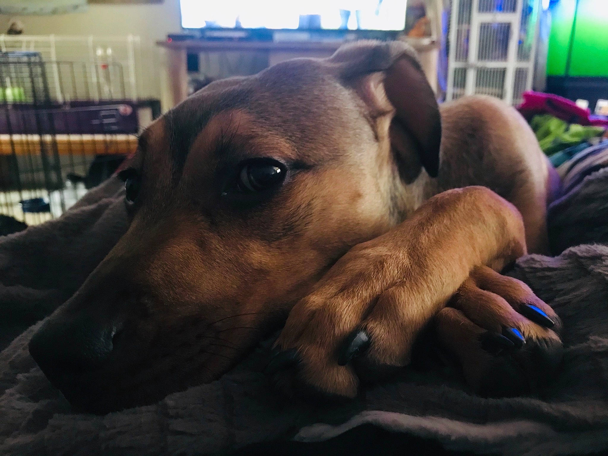 Athena joined the competition — help win amazing prizes! canidae, carnivore, comfort, companion_dog, dog, dog_breed, dog_supply, ear, fawn, fur, guard_dog, nap, paw, selfie, sighthound, snout, terrestrial_animal, toy_dog, whiskers, working_animal