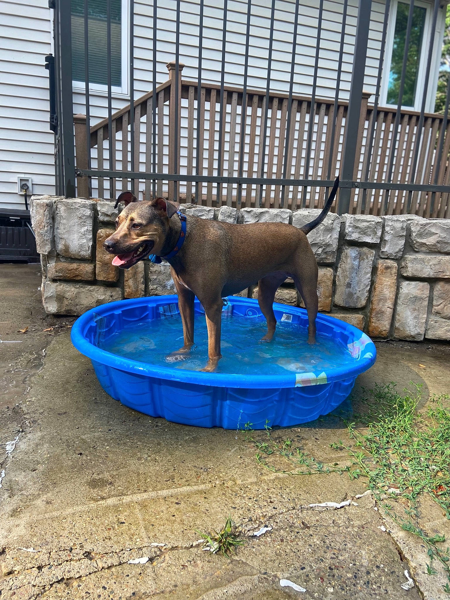 Athena is registered to the contest to win money with this photo: canidae, carnivore, companion_dog, dog, dog_breed, dog_supply, electric_blue, fence, grass, pet_supply, plant, soil, sporting_group, tail, terrestrial_animal, window, working_animal, working_dog, yard