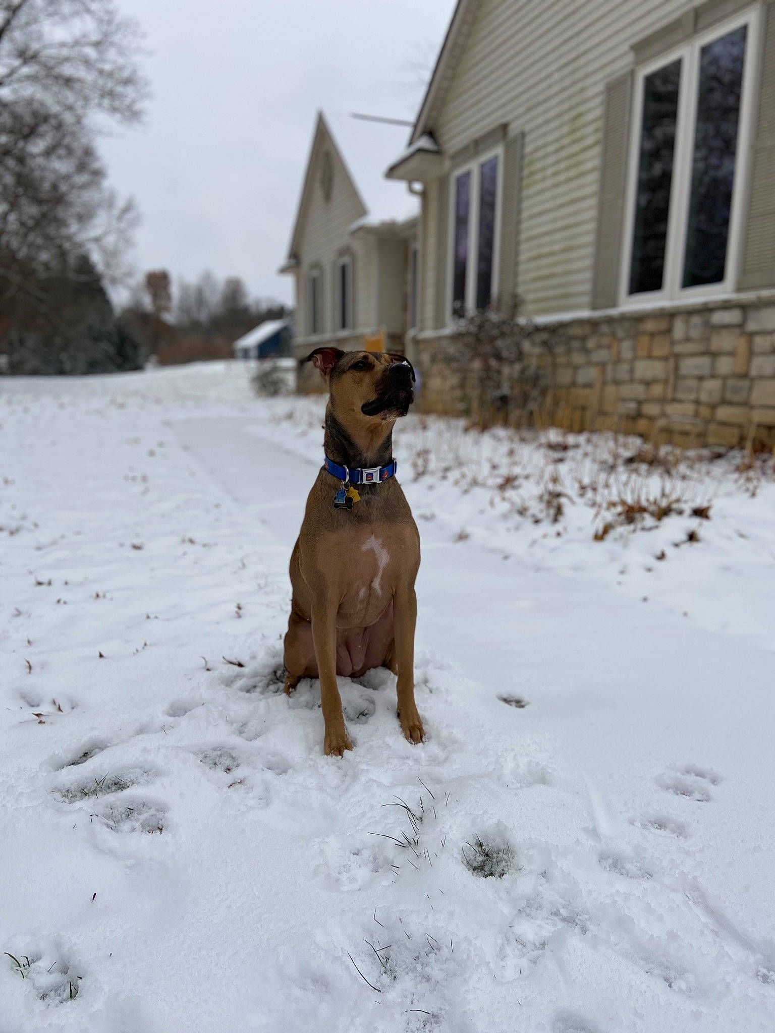 Athena is registered to the contest to win money with this photo: building, carnivore, collar, companion_dog, dog, dog_breed, dog_collar, dog_supply, fawn, freezing, house, liver, pet_supply, sky, snow, tail, window, winter, working_animal, working_dog