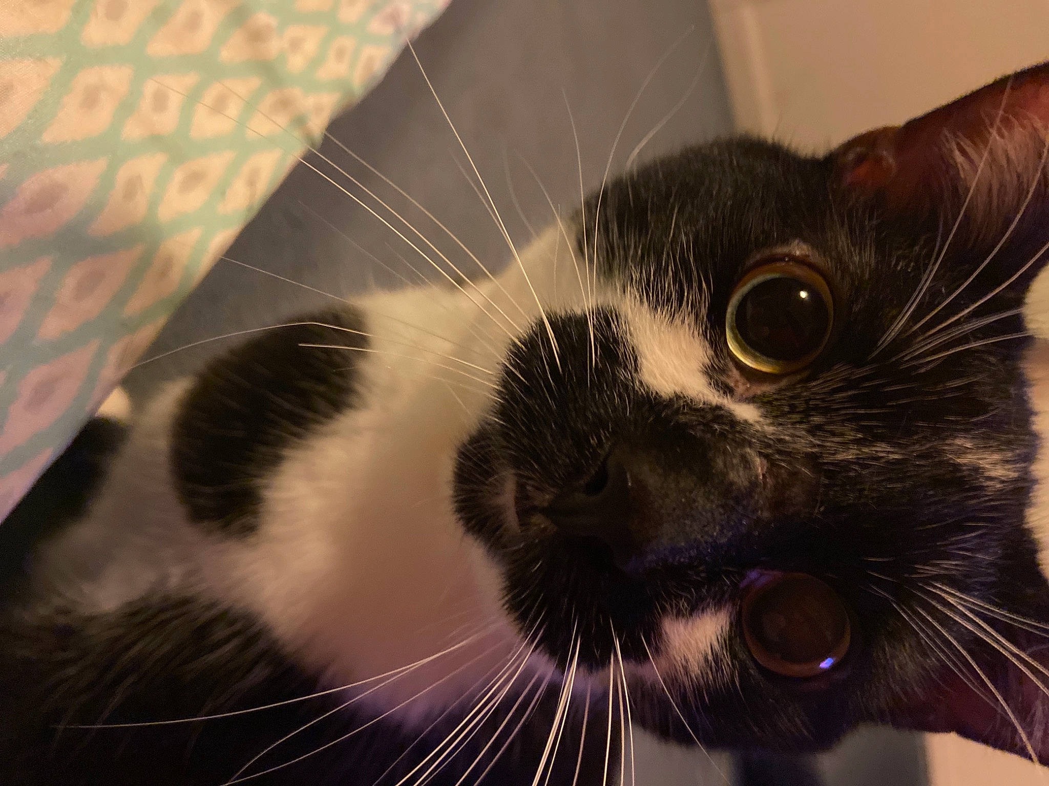 Emerald joined the competition — help win amazing prizes! carnivore, cat, comfort, domestic_short_haired_cat, ear, eye, felidae, fur, human_body, iris, paw, small_to_medium_sized_cats, snout, terrestrial_animal, whiskers