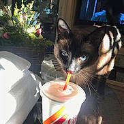 Bob joined the competition — help win amazing prizes! cat, siamese_cat, drink, straw, cup, indoor, plant, shadow, light, table, television, curious, pet, animal, feline, fur, blue_eyes, household, relaxing, closeup