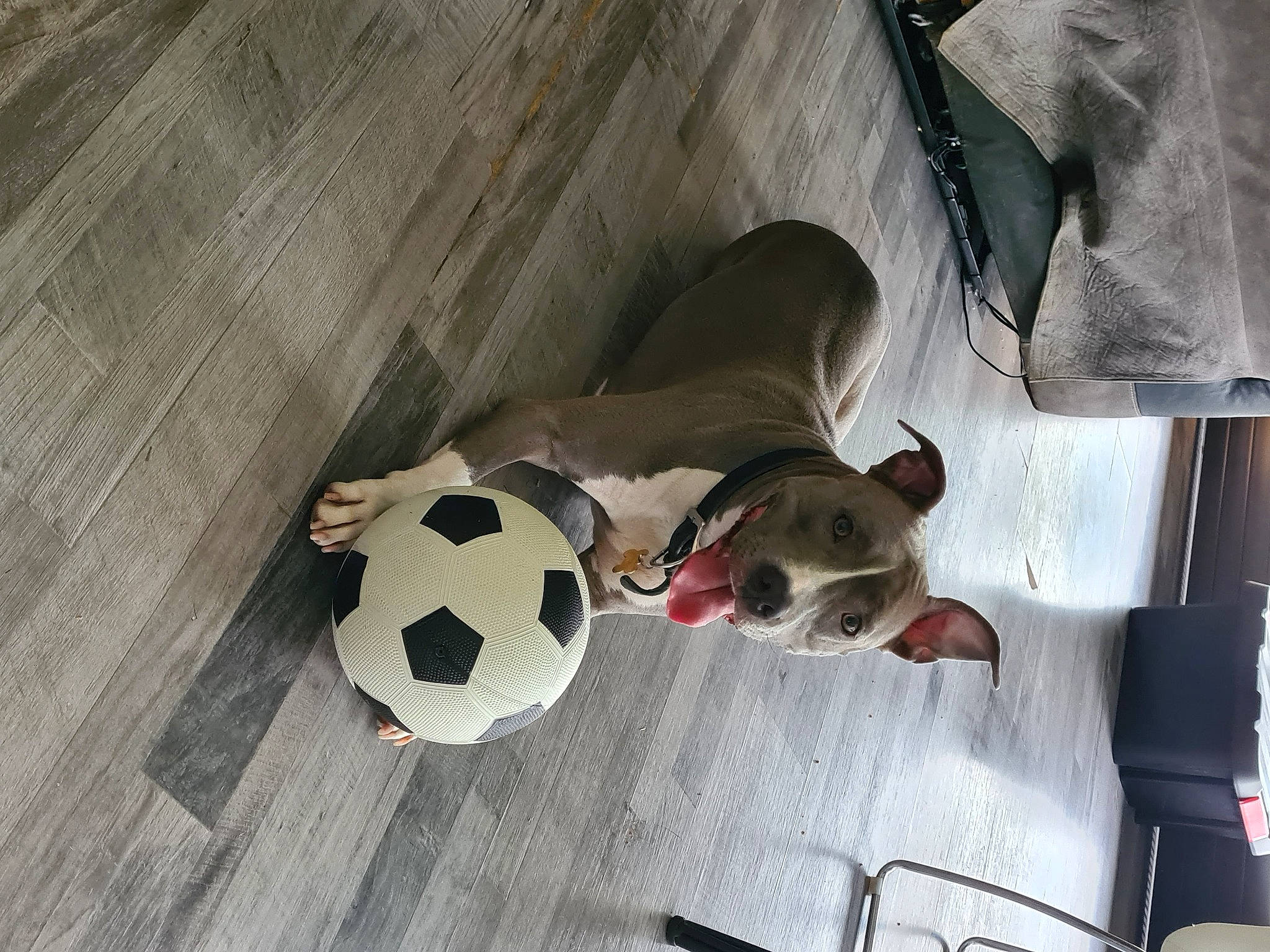 Tessa a rejoint le concours — aidez-le/la à gagner de superbes lots ! ball, canidae, carnivore, companion_dog, dog, dog_breed, dog_supply, fawn, flooring, football, hardwood, pet_supply, snout, soccer, soccer_ball, sporting_group, stuffed_toy, toy, wood, working_animal