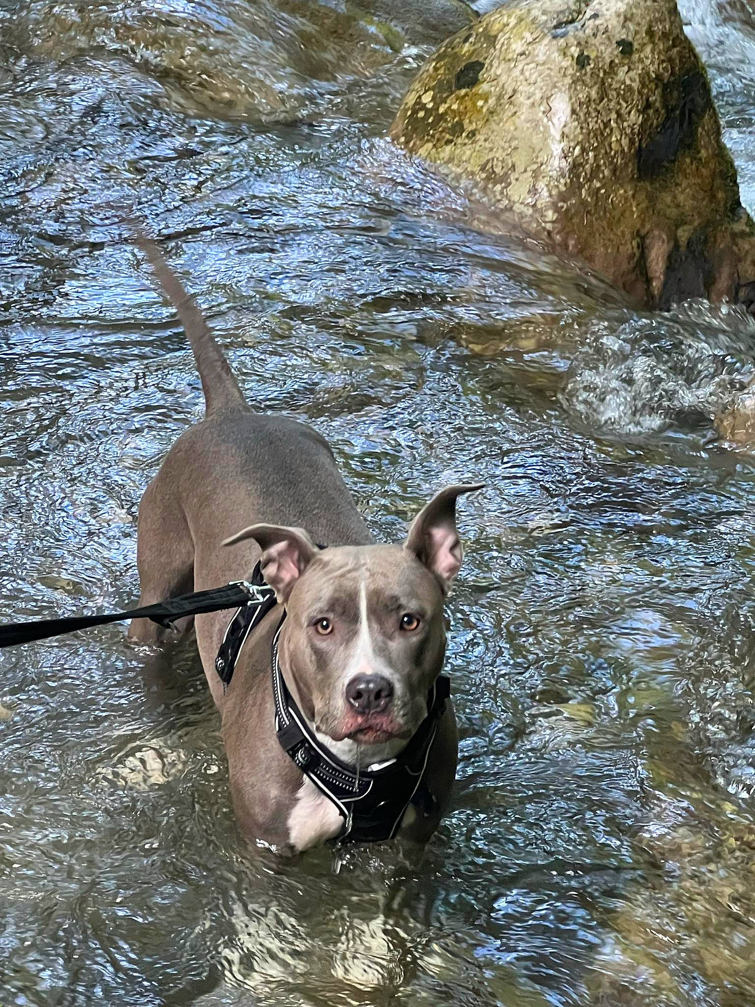 Tessa participe au concours pour gagner de l'argent avec cette photo : adventure, body_of_water, canidae, carnivore, collar, companion_dog, dog, dog_breed, dog_collar, fawn, gun_dog, lake, leash, liver, non_sporting_group, rock, sporting_group, tail, water, working_animal