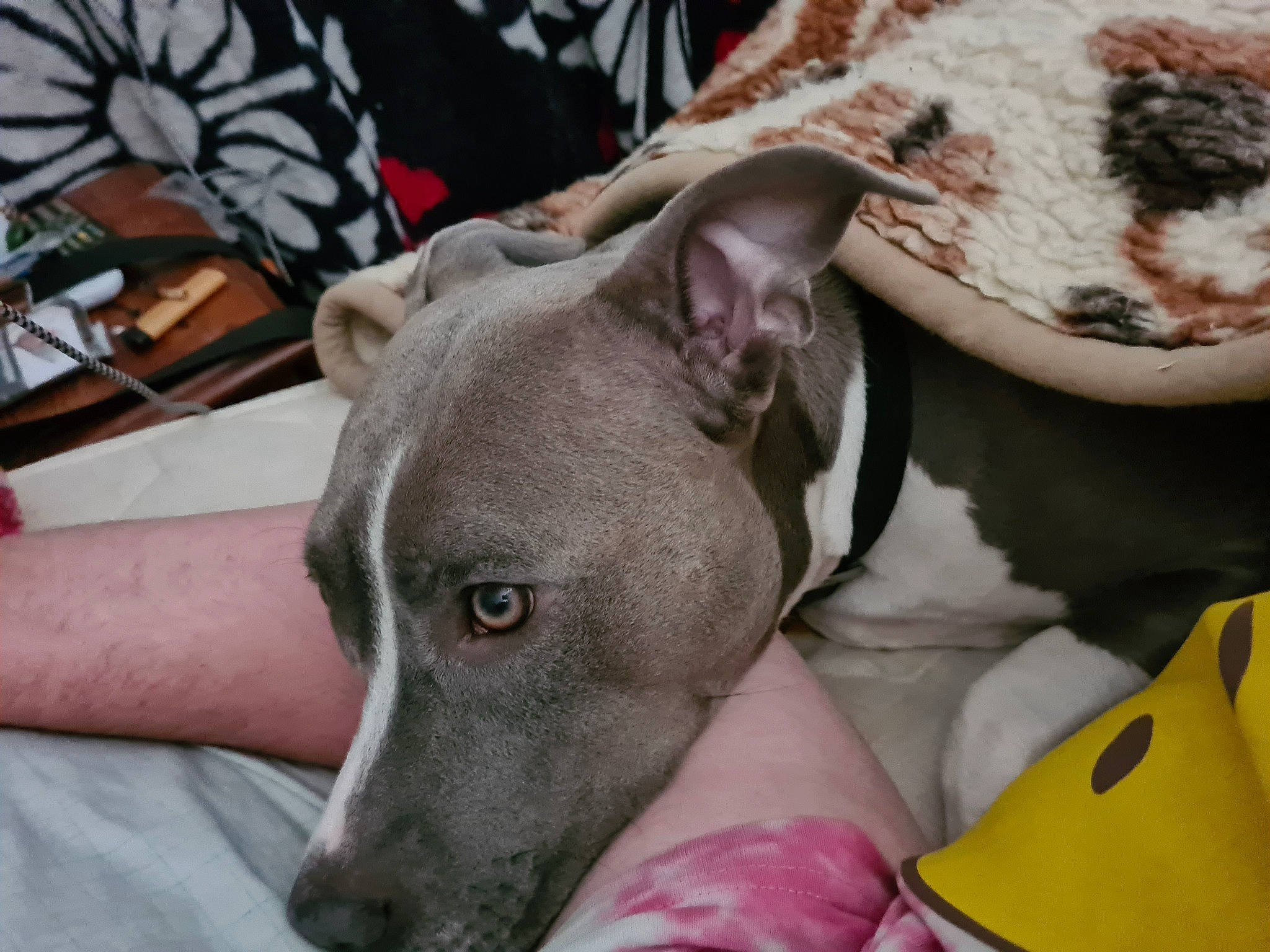 Tessa participe au concours pour gagner de l'argent avec cette photo : canidae, carnivore, collar, comfort, companion_dog, dog, dog_breed, dog_supply, fawn, magyar_agar, mexican_hairless_dog, non_sporting_group, rampur_greyhound, sighthound, snout, sporting_group, terrestrial_animal, whiskers, working_animal