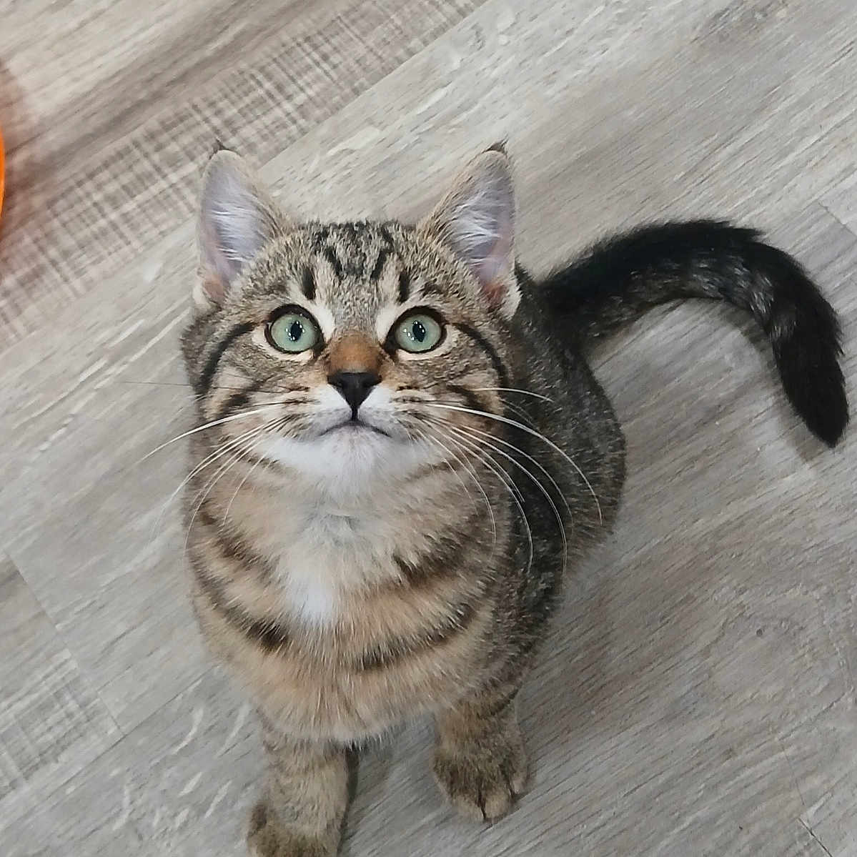Simone