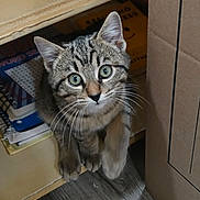 Simone joined the competition — help win amazing prizes! animal, cardboard_box, cat, curious, cute, domestic, eyes, feline, fur, indoor, kitten, notebooks, paw, pet, playful, shelf, tabby, whiskers, wooden_floor, young