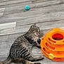 Simone is registered to the contest to win money with this photo: animal, cat, cute, domestic_cat, feline, floor, indoor, kitten, orange_toy, pet, playful, relaxed, resting, small_toy, striped, tabby, toy, wooden_floor, yellow_ball, young_cat