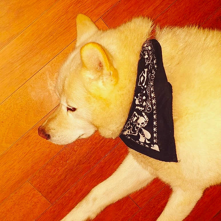 Cayenn participe au concours pour gagner de l'argent avec cette photo : akita, canidae, carnivore, companion_dog, dog, dog_breed, flooring, fur, kishu, labrador_husky, mammal, non_sporting_group, samoyed, tail, white_shepherd