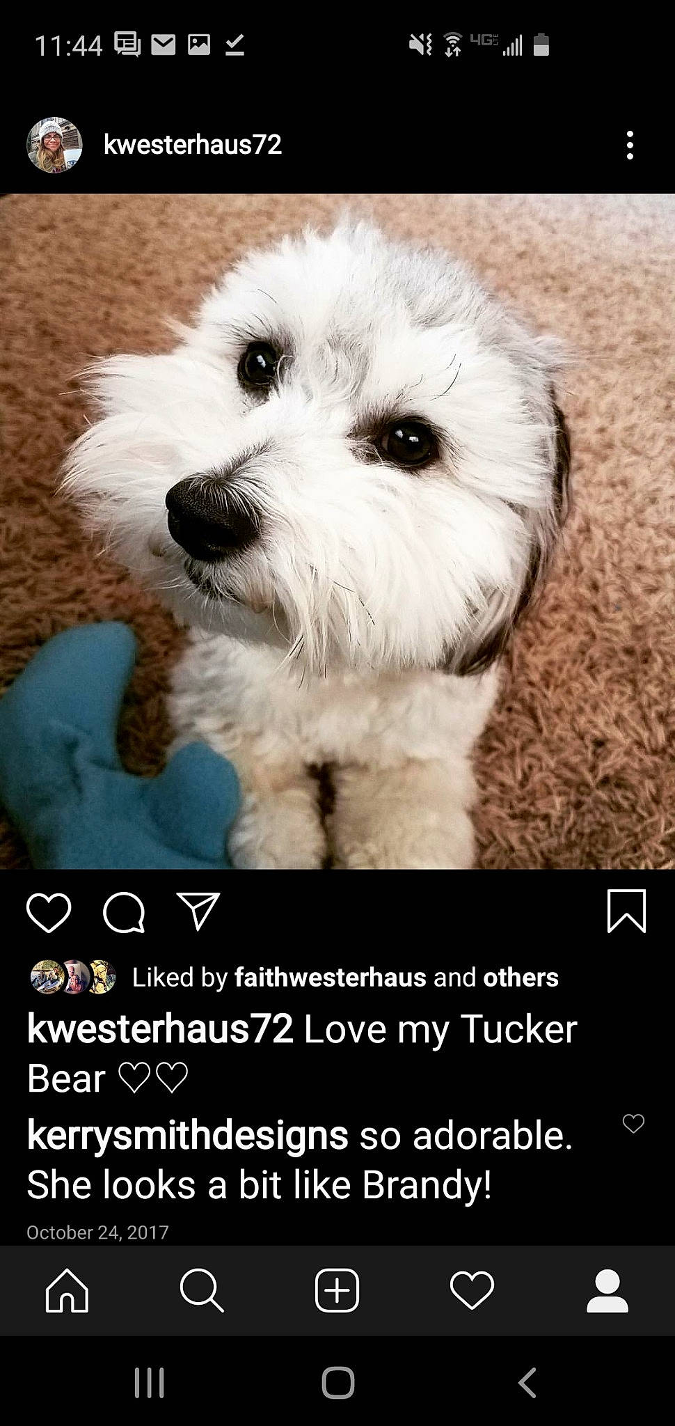 Tucker And Murphy joined the competition — help win amazing prizes! bichon_frise, bolognese, canidae, carnivore, companion_dog, dog, dog_breed, havanese, maltepoo, maltese, non_sporting_group, photo_caption, puppy, puppy_love, rare_breed_dog, schnoodle, sealyham_terrier, snout, toy_dog, west_highland_white_terrier