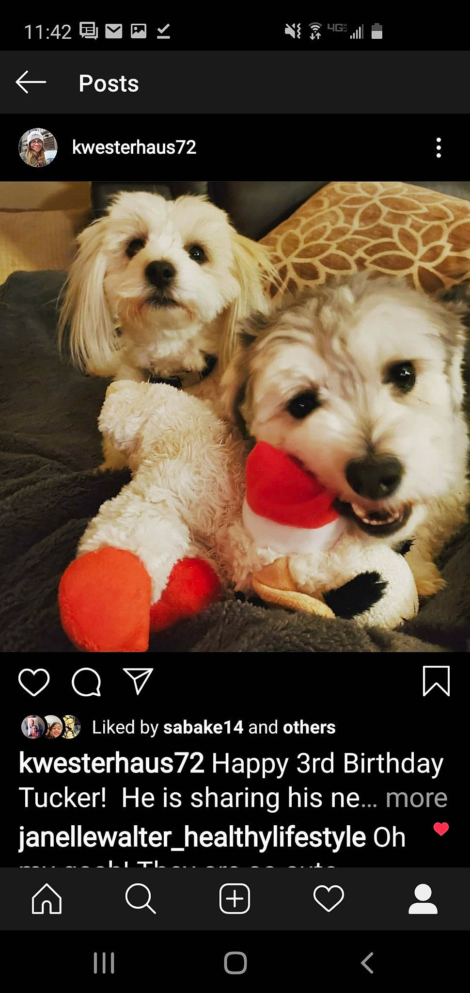 Tucker And Murphy joined the competition — help win amazing prizes! canidae, carnivore, cavachon, cavapoo, cockapoo, companion_dog, dog, dog_breed, havanese, labradoodle, maltepoo, maltese, mammal, photo_caption, puppy, puppy_love, schnoodle, shih_tzu, toy_poodle, vertebrate
