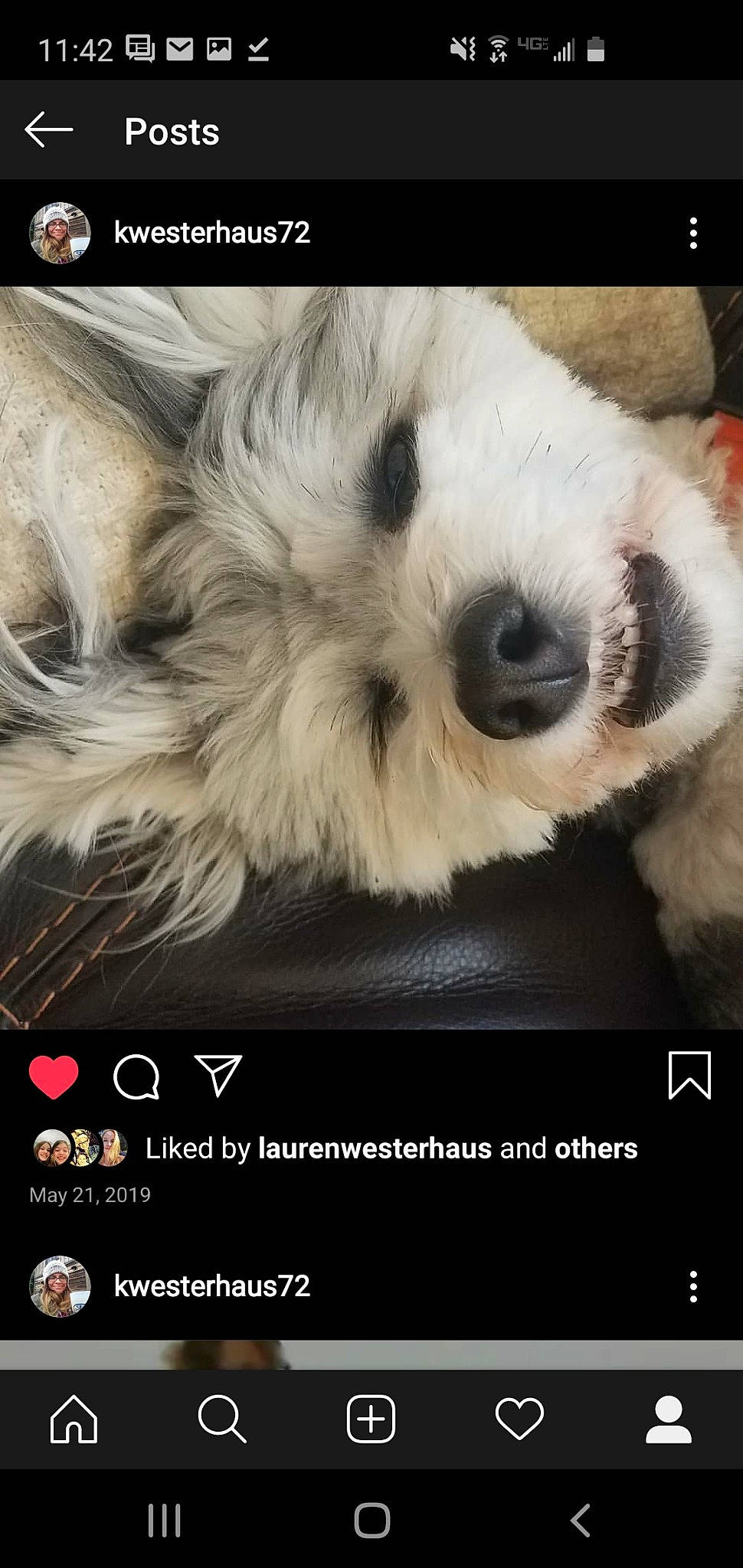 Tucker And Murphy is registered to the contest to win money with this photo: canidae, carnivore, companion_dog, dog, dog_breed, havanese, kyi_leo, maltese, mammal, non_sporting_group, old_english_sheepdog, photo_caption, puppy, puppy_love, rare_breed_dog, shih_tzu, terrier, tibetan_terrier, toy_dog, west_highland_white_terrier