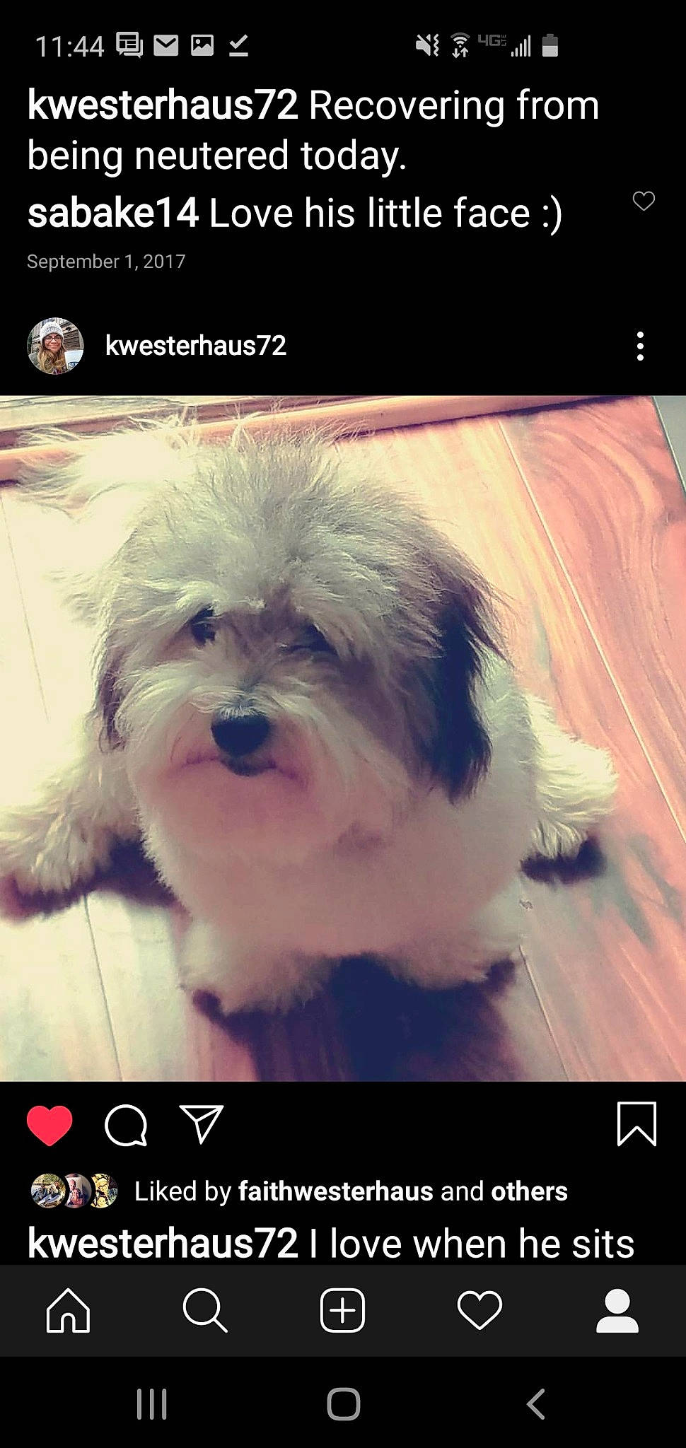 Tucker And Murphy is registered to the contest to win money with this photo: bolonka, canidae, carnivore, chinese_imperial_dog, companion_dog, coton_de_tulear, dog, dog_breed, havanese, kyi_leo, lowchen, maltepoo, maltese, mammal, old_english_sheepdog, photo_caption, puppy, puppy_love, shih_tzu, snout