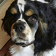 Sammy joined the competition — help win amazing prizes! dog, close_up, black, white, tan, collar, pet, fur, animal, indoor, portrait, looking, face, ears, whiskers, floor, wood, carpet, expression, canine