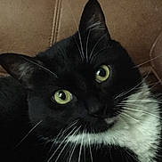 Sofie joined the competition — help win amazing prizes! animal, black_and_white, brown_background, cat, close_up, curious, cute, domestic_cat, ears, face, feline, fur, green_eyes, indoor, mammal, nose, pet, portrait, resting, whiskers