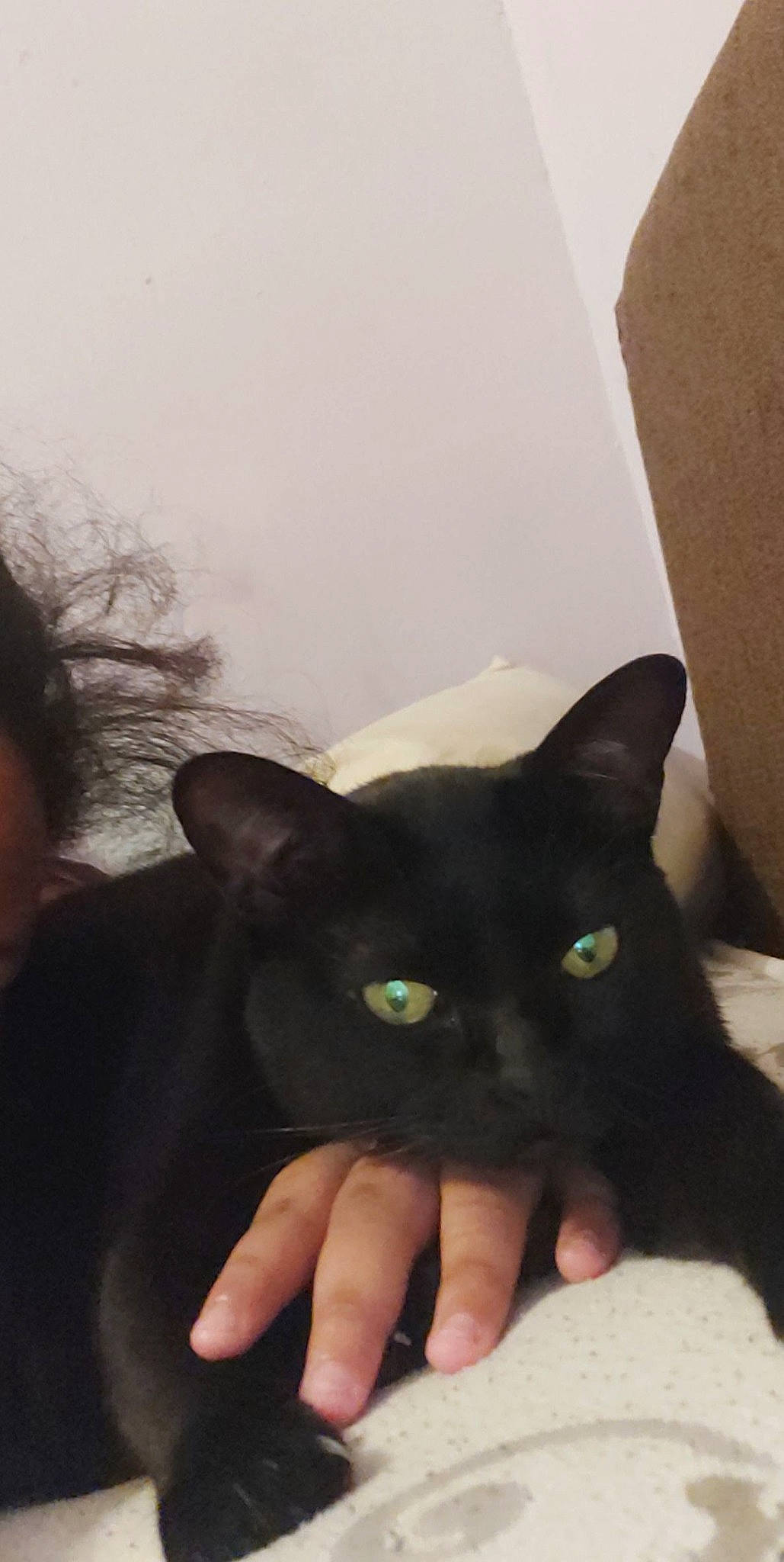 Alvin is registered to the contest to win money with this photo: black_cat, bombay, carnivore, cat, domestic_short_haired_cat, felidae, fur, gesture, nail, small_to_medium_sized_cats, snout, whiskers