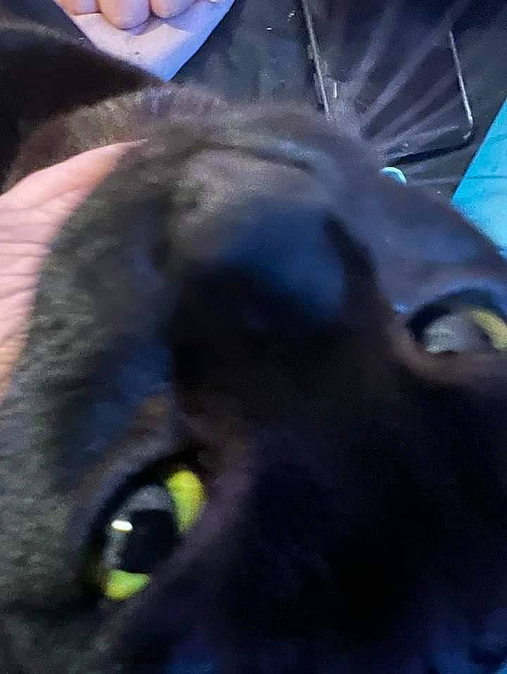 Alvin joined the competition — help win amazing prizes! black_cat, blue, bombay, borador, canidae, carnivore, cat, companion_dog, dog_breed, ear, electric_blue, eyelash, felidae, fur, liver, small_to_medium_sized_cats, sporting_group, terrestrial_animal, whiskers, working_animal