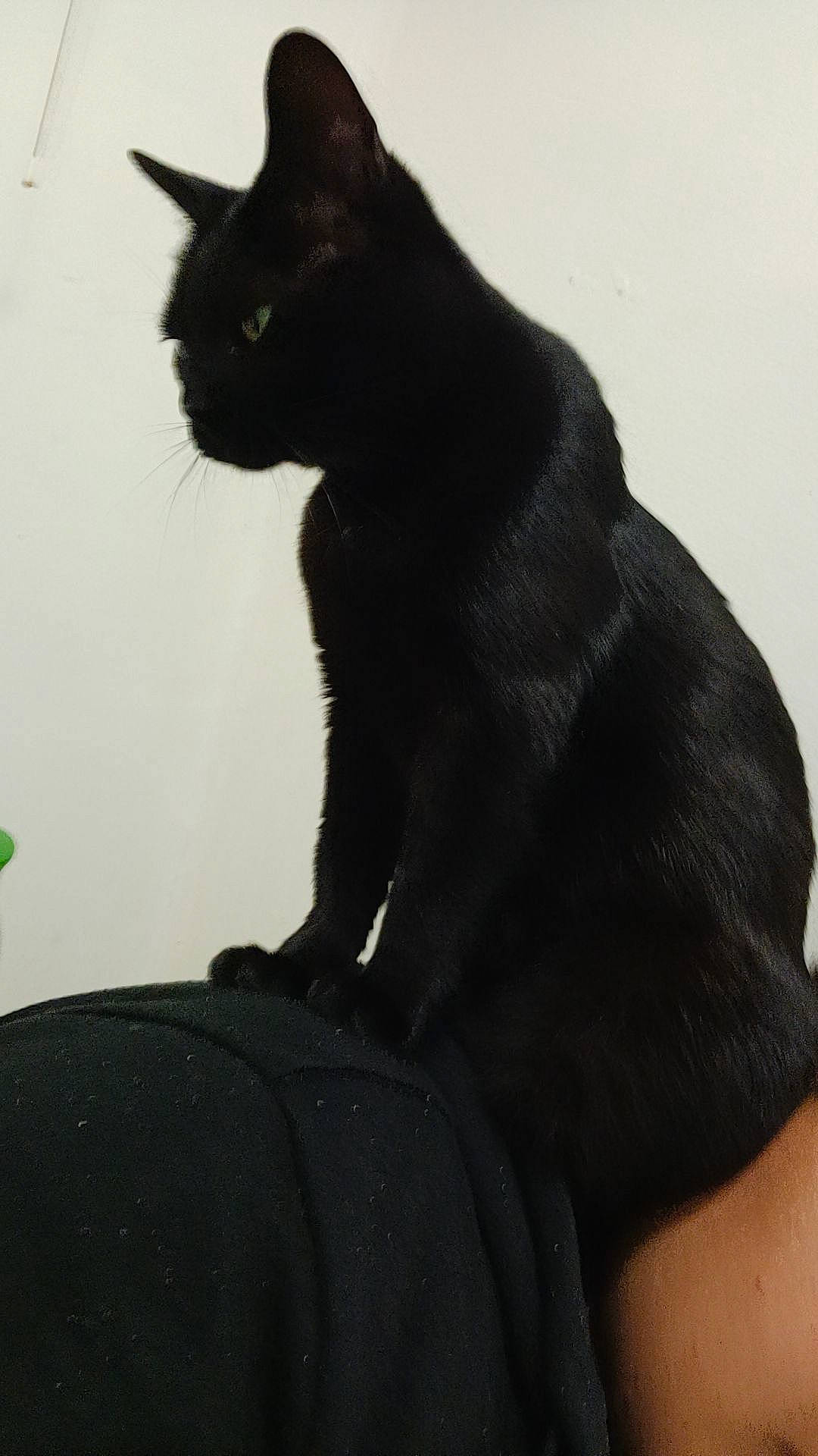 Alvin is registered to the contest to win money with this photo: black_cat, bombay, carnivore, cat, domestic_short_haired_cat, felidae, fur, monochrome_photography, shadow, small_to_medium_sized_cats, snout, tail, terrestrial_animal, whiskers