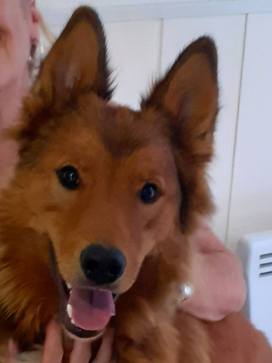 Nano a rejoint le concours — aidez-le/la à gagner de superbes lots ! ancient_dog_breeds, canidae, carnivore, companion_dog, dog, dog_breed, dog_supply, ear, fawn, fur, herding_dog, non_sporting_group, snout, spitz, sporting_group, terrestrial_animal, whiskers, working_animal, working_dog