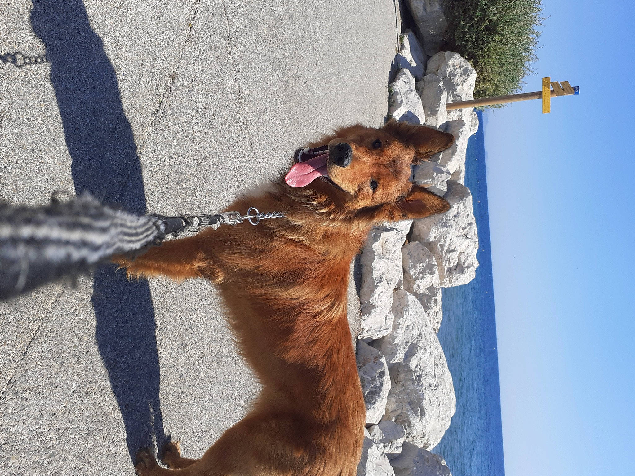 Nano a rejoint le concours — aidez-le/la à gagner de superbes lots ! asphalt, canidae, carnivore, collar, companion_dog, dog, dog_breed, dog_collar, fawn, fur, leash, road_surface, sidewalk, sky, sporting_group, street, street_dog, tail, water, working_animal