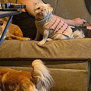 Ziggy joined the competition — help win amazing prizes! brown_dog, carpet, casual, couch, dog, domestic_animal, furniture, furry, headphones, home, indoor, person, pet, relaxing, sitting, small_dog, sweater, table, tail, wall