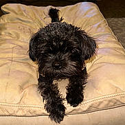 Hercules is registered to the contest to win money with this photo: animal, animal_portrait, beige, black_dog, cozy, curly_fur, cushion, cute, dog, fur, furniture, home, indoor, living_room, looking_at_camera, nose, paw, pet, relaxed, small_dog