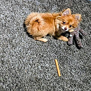 Canelo joined the competition — help win amazing prizes! dog, small_dog, fluffy, carpet, plush_toy, chew_stick, pet, indoor, curious, brown_dog, animal, cute, fur, playful, lying_down, looking_up, tail, ears, paw, home