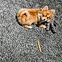 dog, small_dog, fluffy, carpet, plush_toy, chew_stick, pet, indoor, curious, brown_dog, animal, cute, fur, playful, lying_down, looking_up, tail, ears, paw, home