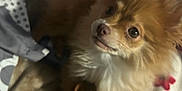 Canelo is registered to the contest to win money with this photo: dog, pet, fluffy, brown, animal, indoor, blanket, fur, cute, looking_up, cozy, soft, ears, small_dog, companion, domestic, friend, curious, face, expression