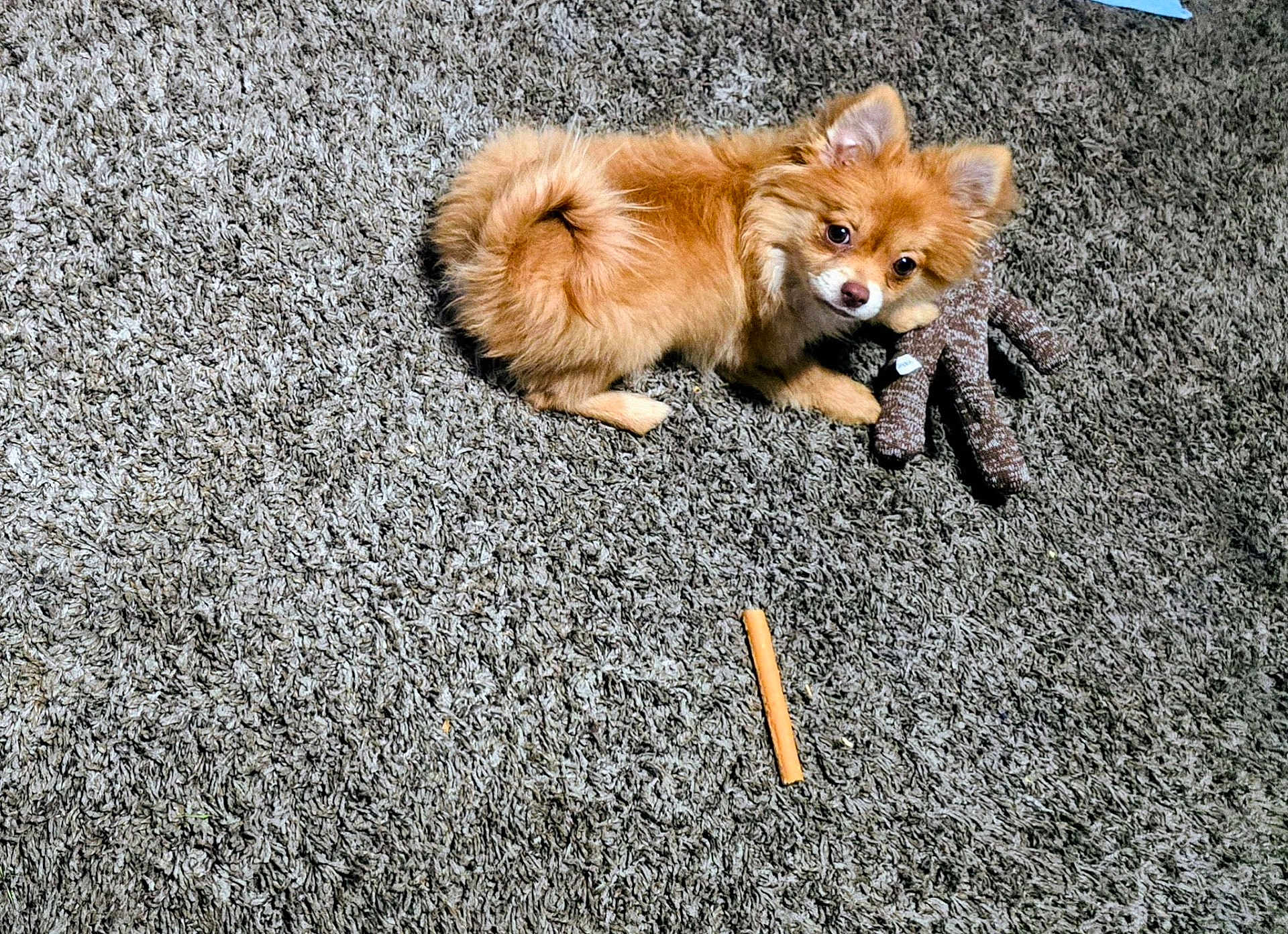 Canelo is registered to the contest to win money with this photo: dog, small_dog, fluffy, carpet, plush_toy, chew_stick, pet, indoor, curious, brown_dog, animal, cute, fur, playful, lying_down, looking_up, tail, ears, paw, home