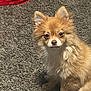 Canelo is registered to the contest to win money with this photo: dog, small_dog, fluffy, brown_fur, pet, indoor, carpet, red_basket, sitting, cute, animal, fur, ears, eyes, nose, domestic_animal, companion, portrait, furry, looking