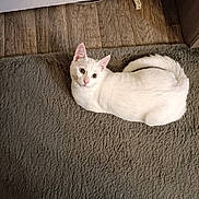 Ghost participe au concours pour gagner de l'argent avec cette photo : animal, cat, cozy, curious, domestic, ears, eyes, floor, fur, furniture, indoor, looking_up, mammal, pet, relaxed, rug, tail, whiskers, white_cat, wood_floor