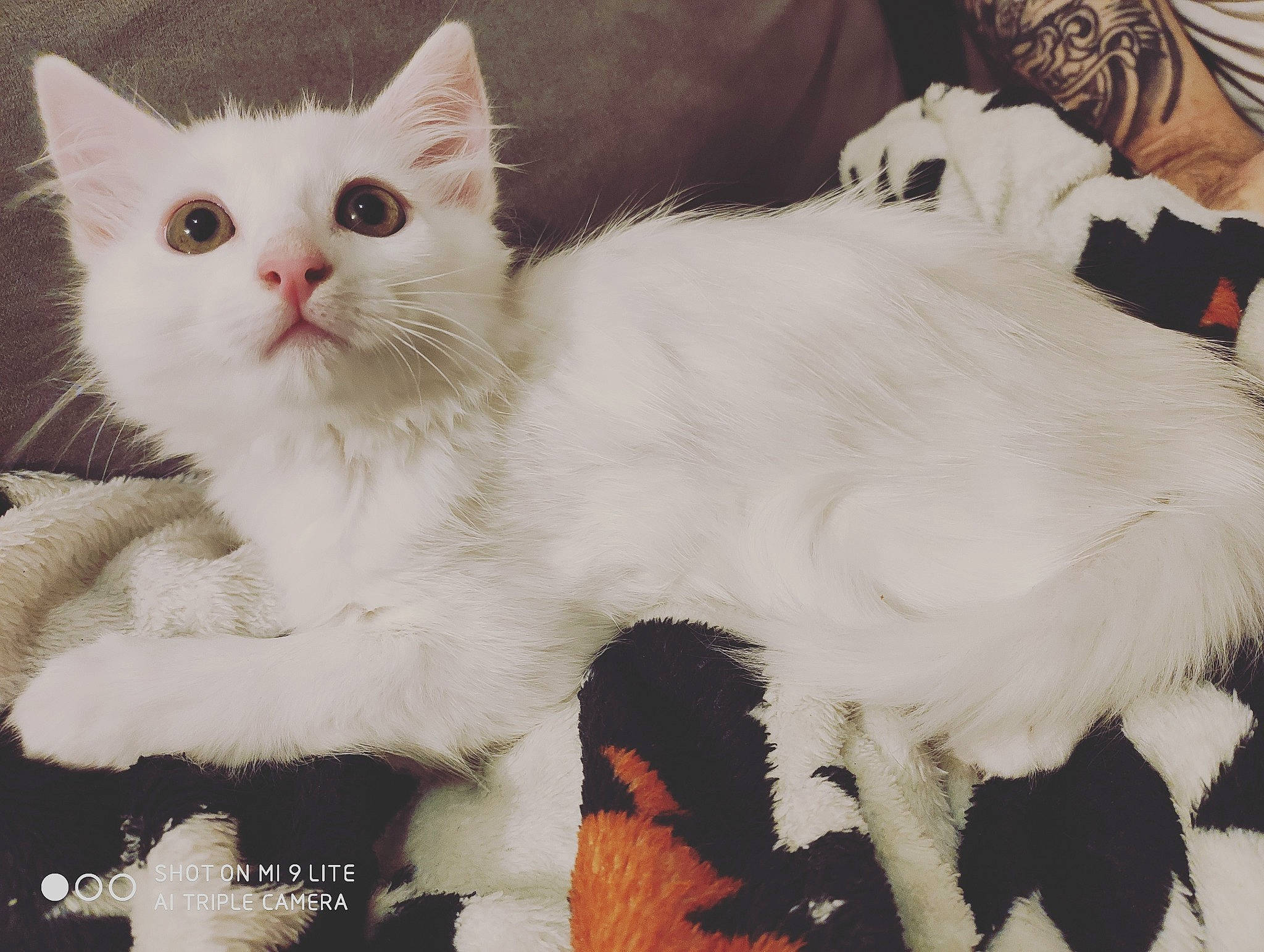 Aruka participe au concours pour gagner de l'argent avec cette photo : carnivore, cat, claw, felidae, fur, natural_material, organism, paw, small_to_medium_sized_cats, snout, tail, terrestrial_animal, vertebrate, whiskers, white