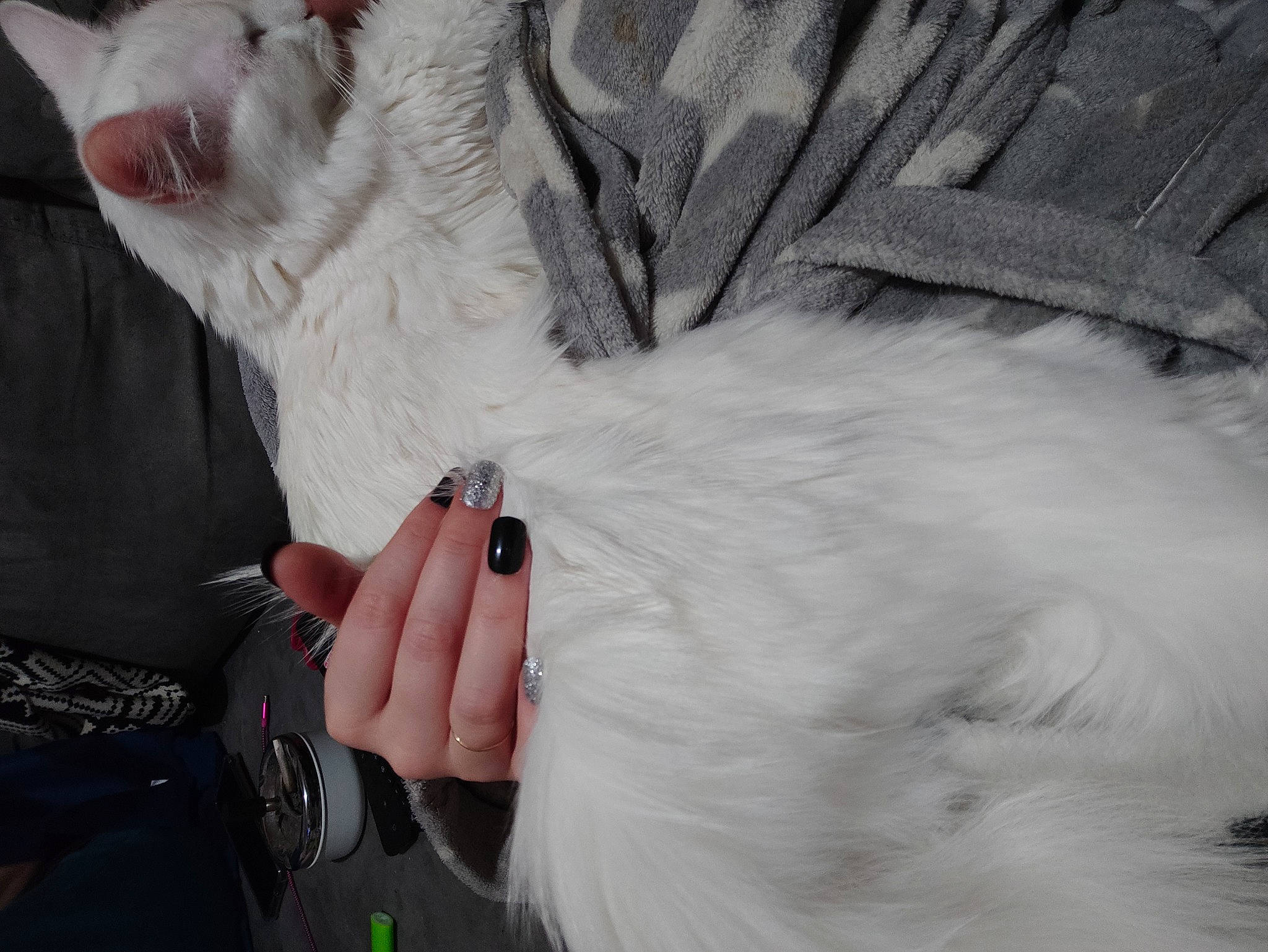 Aruka participe au concours pour gagner de l'argent avec cette photo : bracelet, cat, felidae, fur, nail, natural_material, small_to_medium_sized_cats, stuffed_toy, tongue, wrist