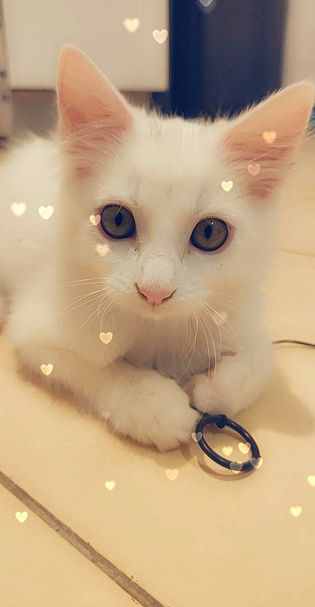 Aruka participe au concours pour gagner de l'argent avec cette photo : body_jewelry, bracelet, carnivore, cat, collar, curious, felidae, fur, iris, jewellery, khao_manee, kitten, paw, pet_supply, ring, small_to_medium_sized_cats, snout, turkish_angora, vertebrate, whiskers