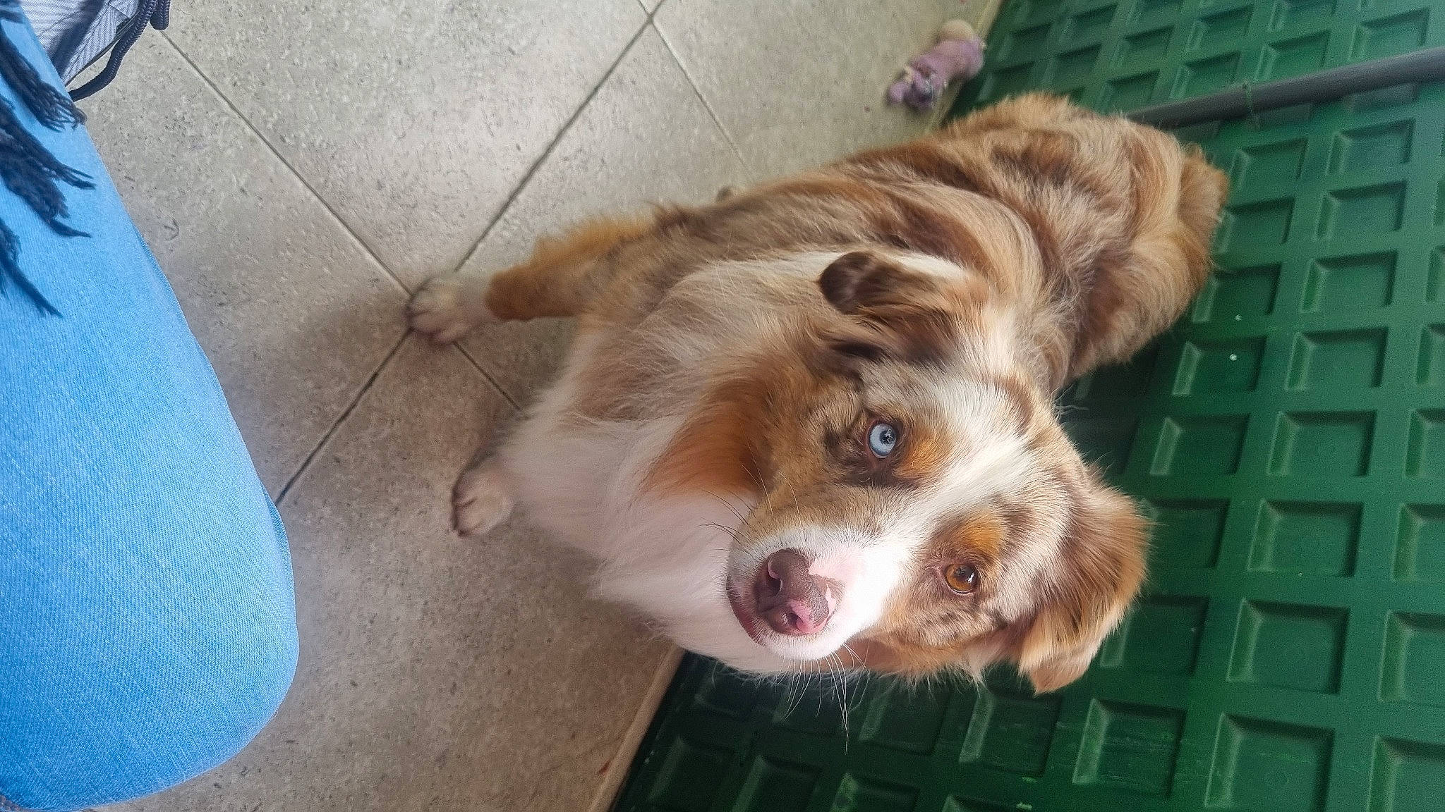 Hades Et Arrow a rejoint le concours — aidez-le/la à gagner de superbes lots ! canidae, carnivore, cocker_spaniel, companion_dog, dog, dog_breed, ear, fawn, flooring, fur, gun_dog, hardwood, liver, puppy, spaniel, sporting_group, toy_dog, whiskers, wood, working_animal