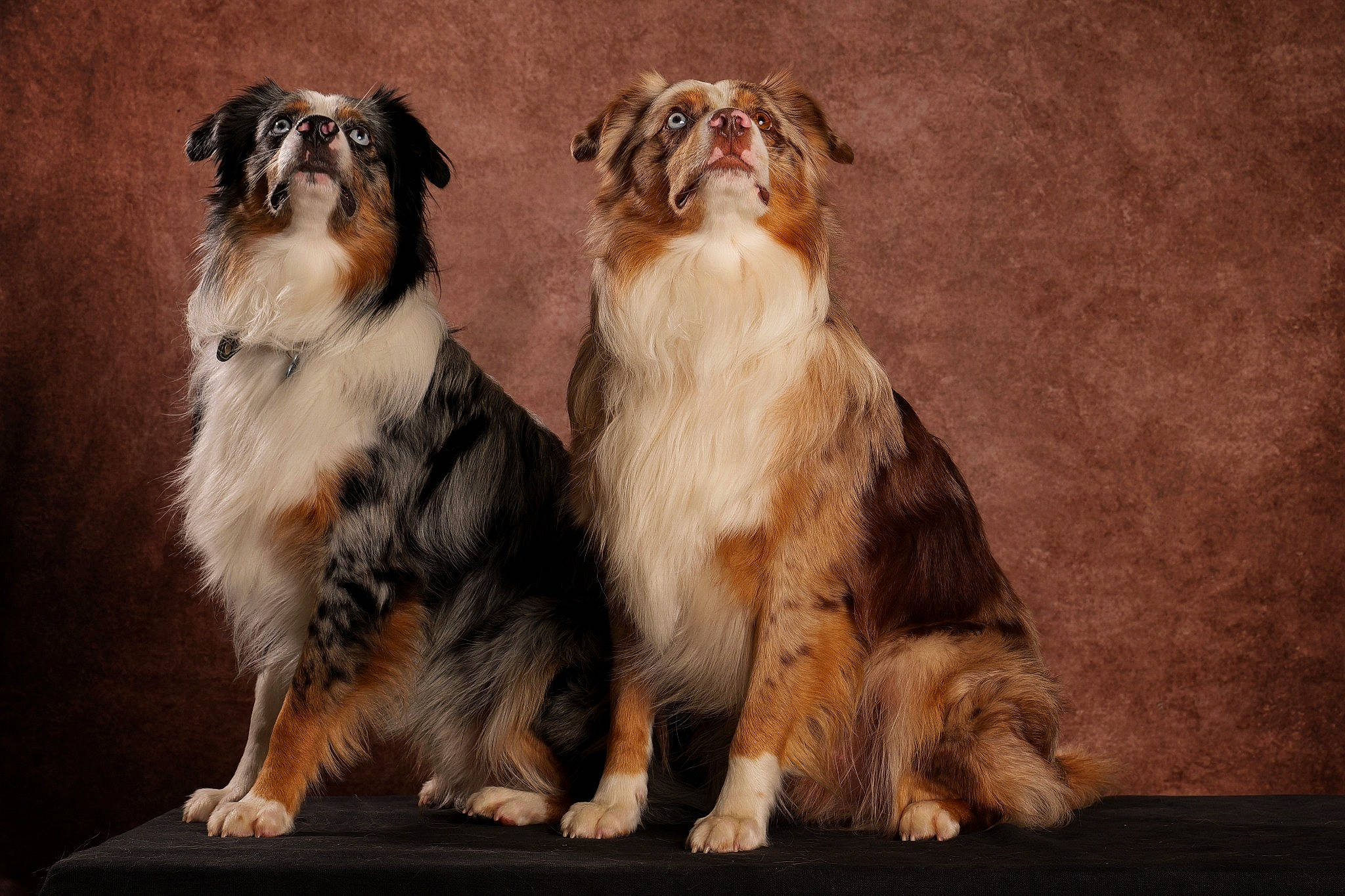 Hades Et Arrow participe au concours pour gagner de l'argent avec cette photo : ancient_dog_breeds, bored, canidae, carnivore, companion_dog, dog, dog_breed, fawn, felidae, fur, snout, sporting_group, tail, terrestrial_animal, whiskers, wood, working_animal, working_dog