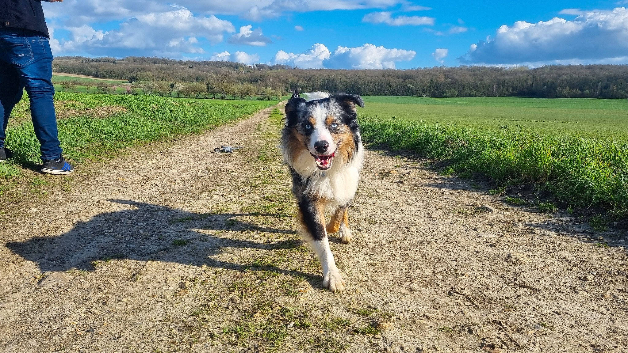 Hades Et Arrow a rejoint le concours — aidez-le/la à gagner de superbes lots ! canidae, carnivore, cloud, collar, companion_dog, dog, dog_breed, field, grass, grassland, landscape, plant, recreation, sky, snout, soil, sporting_group, tree, walking, working_animal