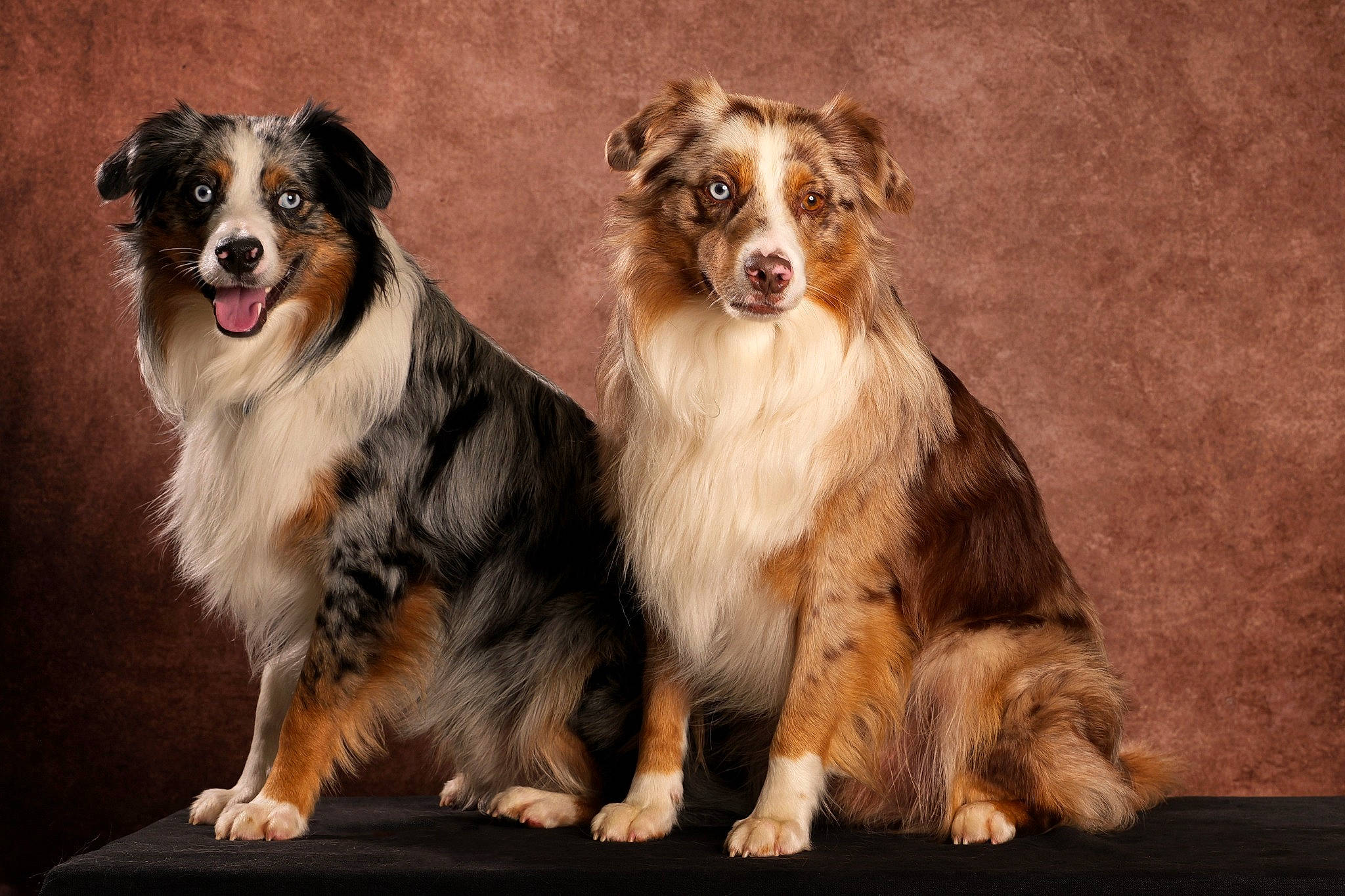 Hades Et Arrow participe au concours pour gagner de l'argent avec cette photo : ancient_dog_breeds, australian_shepherd, border_collie, bored, carnivore, companion_dog, dog, dog_breed, fur, herding_dog, snout, sporting_group, staple_food, terrestrial_animal, working_animal, working_dog