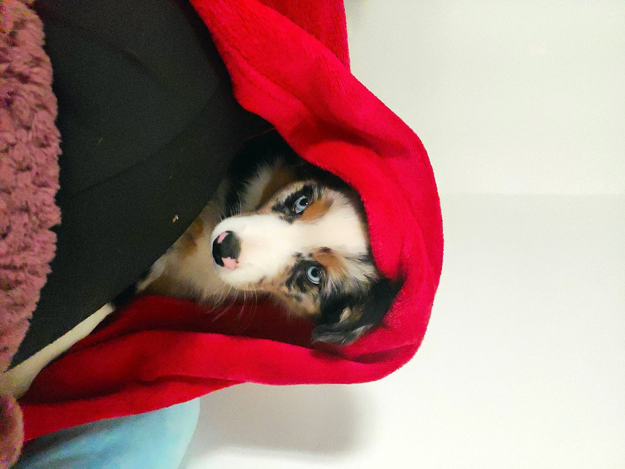 Hadès participe au concours pour gagner de l'argent avec cette photo : canidae, canis, carmine, carnivore, comfort, companion_dog, dog, dog_breed, dog_supply, fashion_accessory, fawn, felidae, foot, fur, human_leg, paw, small_to_medium_sized_cats, spitz, sporting_group, whiskers