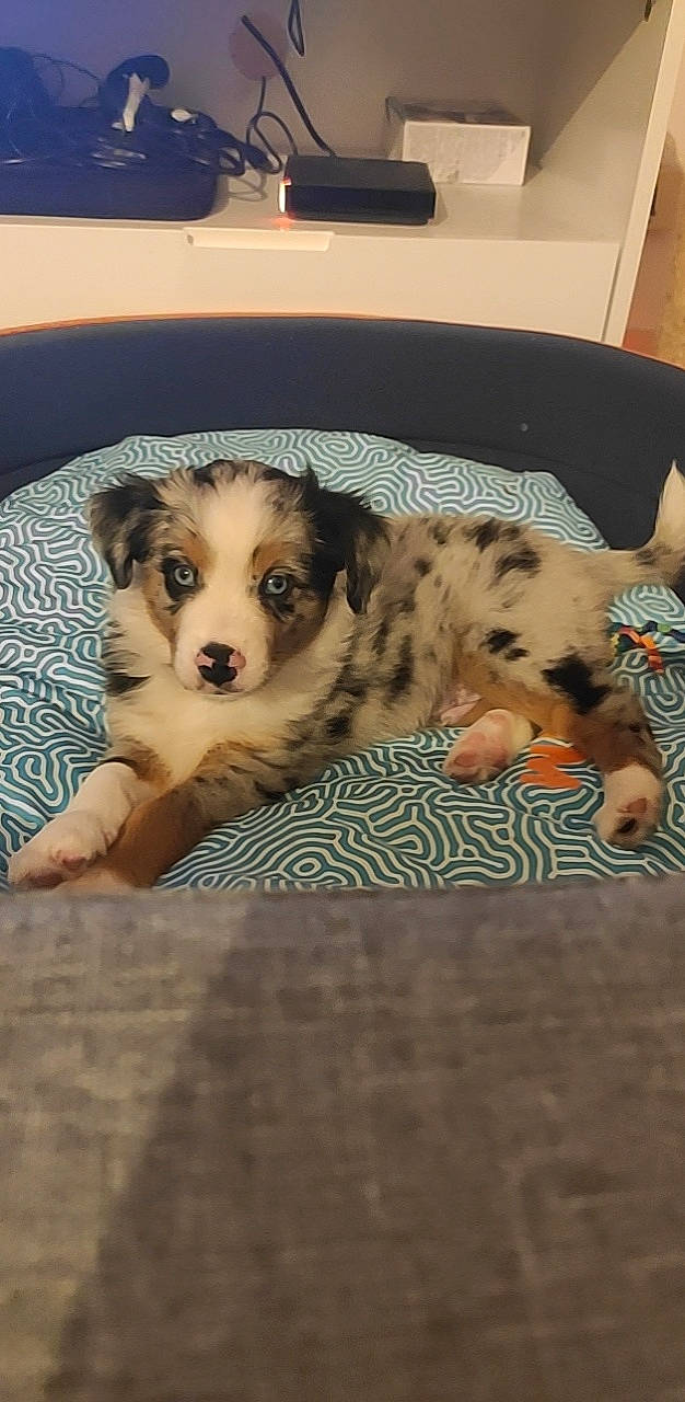 Hadès a rejoint le concours — aidez-le/la à gagner de superbes lots ! carnivore, comfort, companion_dog, couch, dog, dog_breed, dog_supply, fawn, felidae, floor, flooring, fur, living_room, paw, room, small_to_medium_sized_cats, snout, sporting_group, toy_dog, whiskers