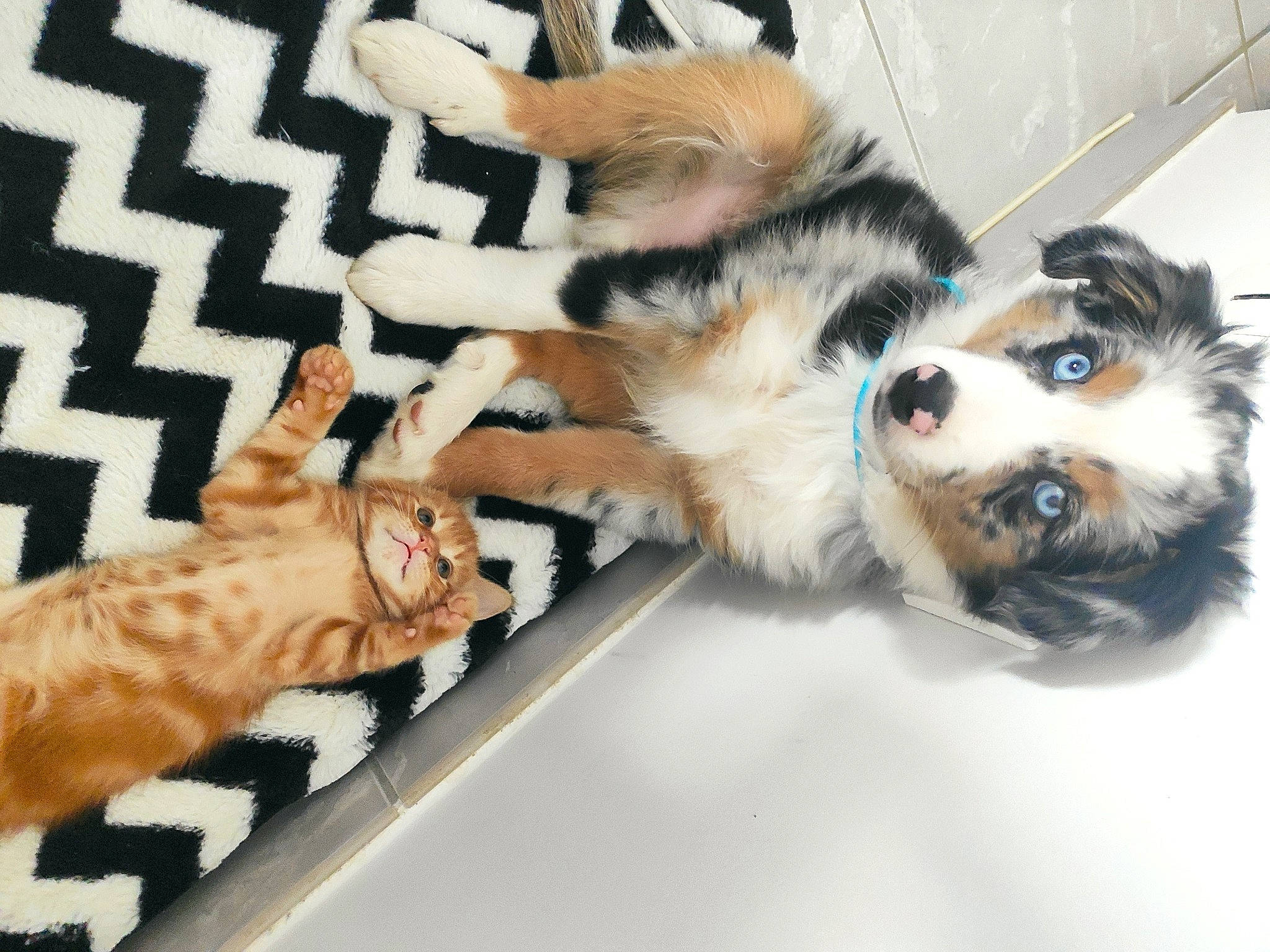 Hadès a rejoint le concours — aidez-le/la à gagner de superbes lots ! canidae, carnivore, cat, claw, companion_dog, dog, dog_breed, dog_supply, domestic_short_haired_cat, fawn, felidae, fur, paw, small_to_medium_sized_cats, snout, sporting_group, tail, toy, toy_dog, whiskers