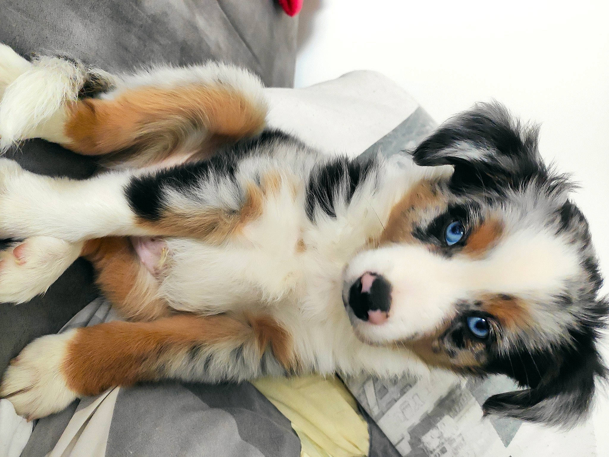 Hadès a rejoint le concours — aidez-le/la à gagner de superbes lots ! bored, canidae, carnivore, claw, comfort, companion_dog, dog, dog_breed, felidae, foot, fur, paw, puppy, small_to_medium_sized_cats, snout, sporting_group, tail, terrestrial_animal, whiskers, working_dog