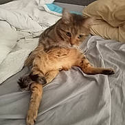 Tigrou a rejoint le concours — aidez-le/la à gagner de superbes lots ! animal, bed, blanket, cat, cozy, cute, domestic, feline, fur, furniture, home, indoor, mammal, pet, pillow, relaxing, resting, sleepy, tabby_cat, whiskers