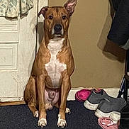 Apollo is registered to the contest to win money with this photo: dog, brown_dog, white_chest, sitting, indoor, carpet, door, sneakers, shoes, curtain, wall, pet, canine, ears, animal, floor, household, portrait, looking, quiet