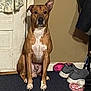 dog, brown_dog, white_chest, sitting, indoor, carpet, door, sneakers, shoes, curtain, wall, pet, canine, ears, animal, floor, household, portrait, looking, quiet