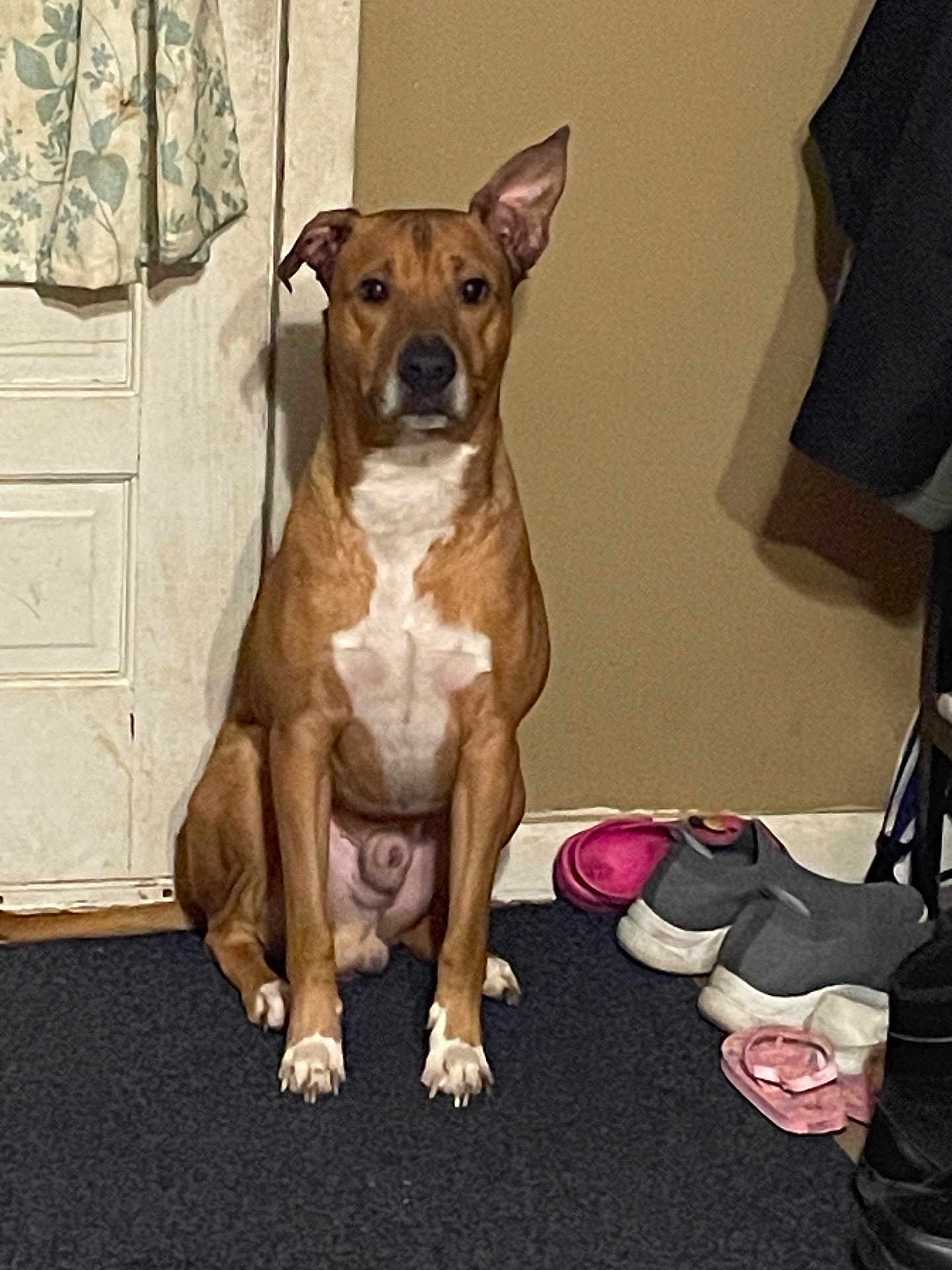 Apollo
